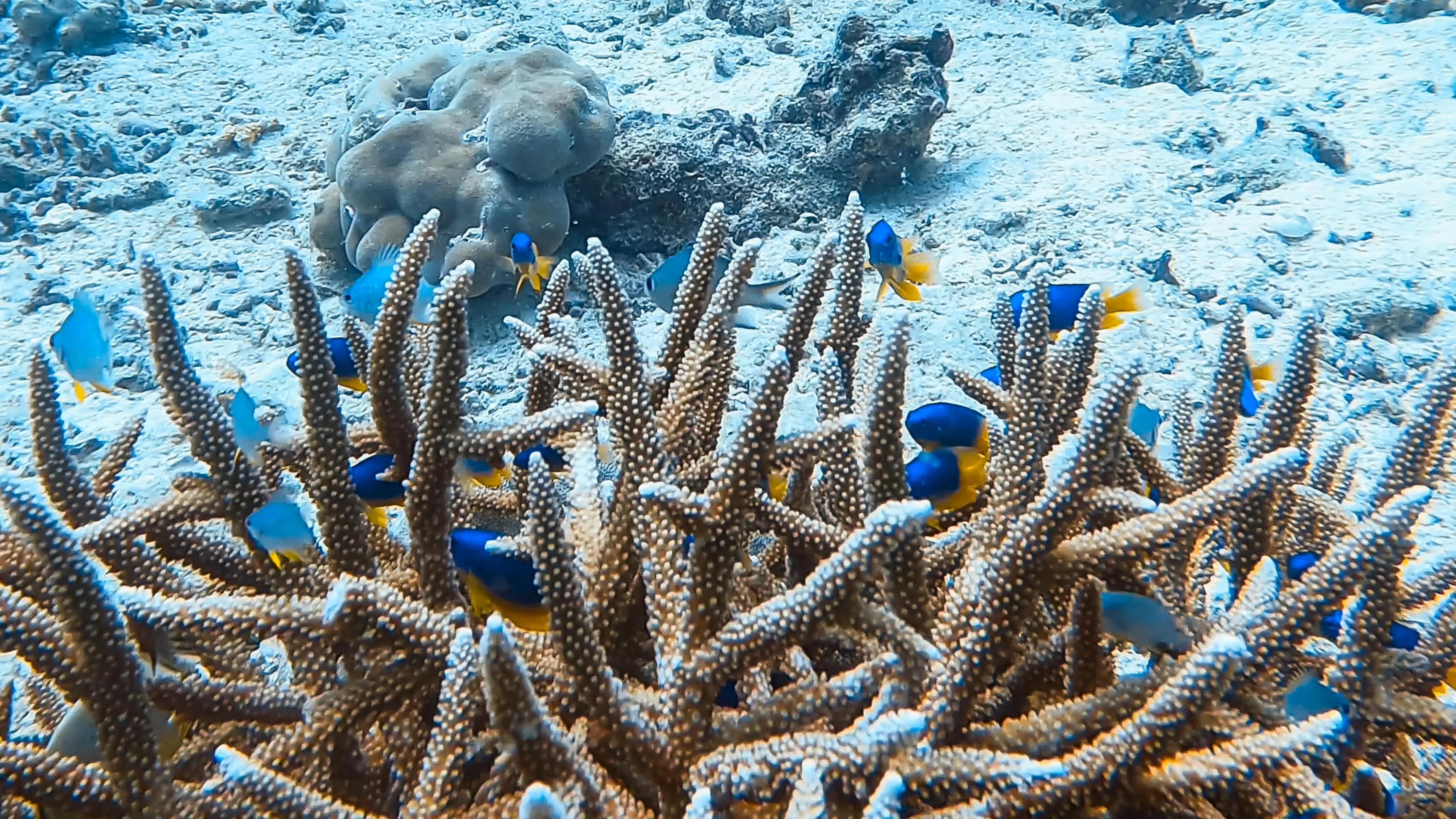 BoomBastic Chapters Seychelles - Main Island Dive