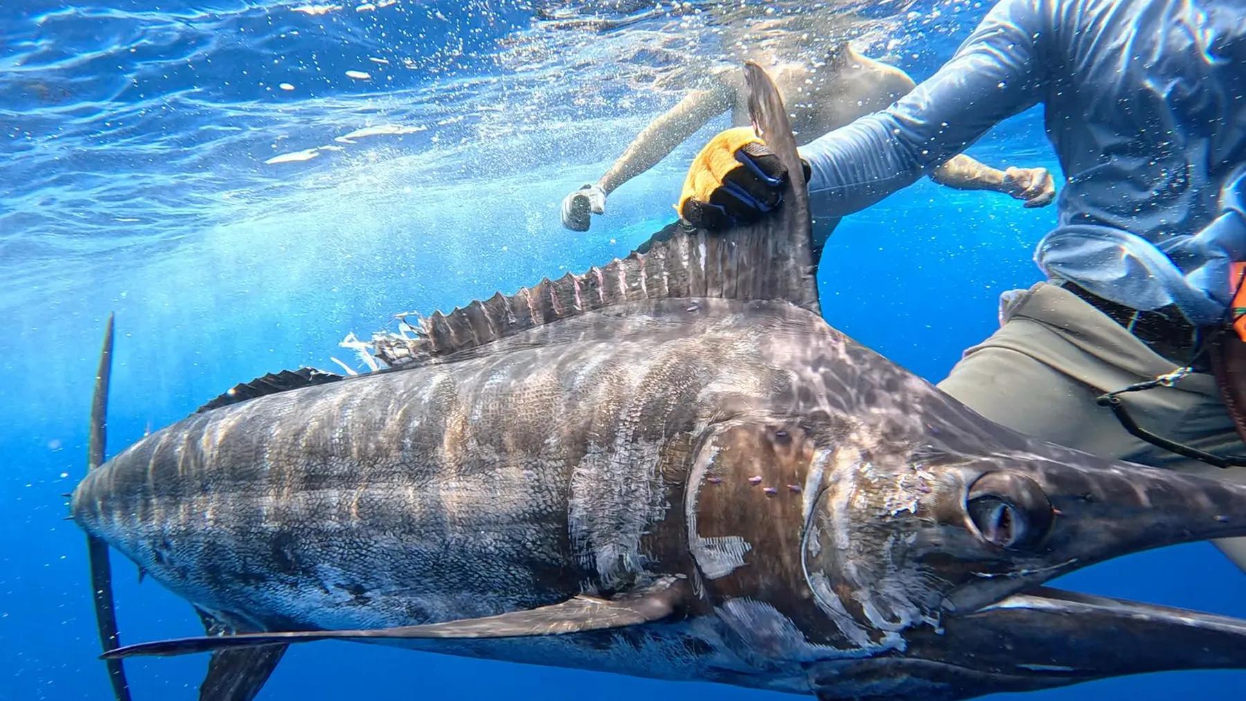 FISHING TOUR MARLIN MASTERS