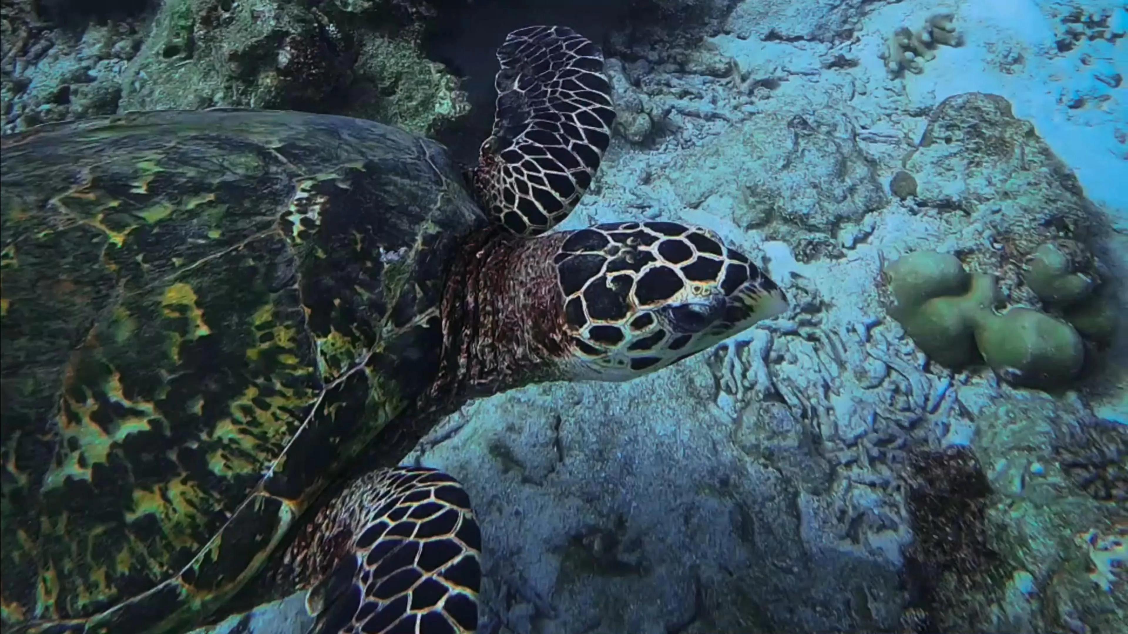 BoomBastic Chapters Seychelles - Bird Island Dive