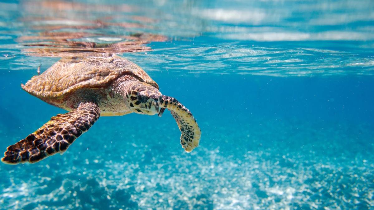 BoomBastic Chapters Seychelles - Viajar a Seychelles: Cómo llegar y qué debes tener en cuenta