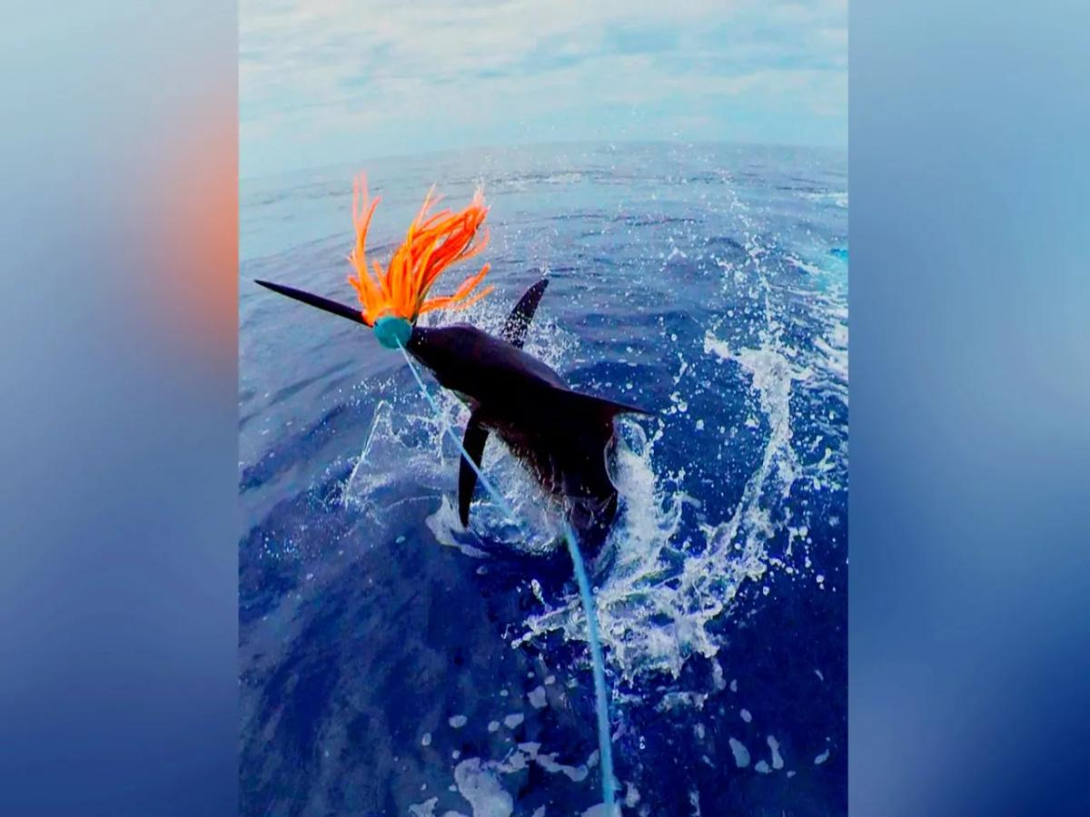 BoomBastic Chapters Seychelles - Record day for Boombastic Tours: 9 marlins in one ocean trip