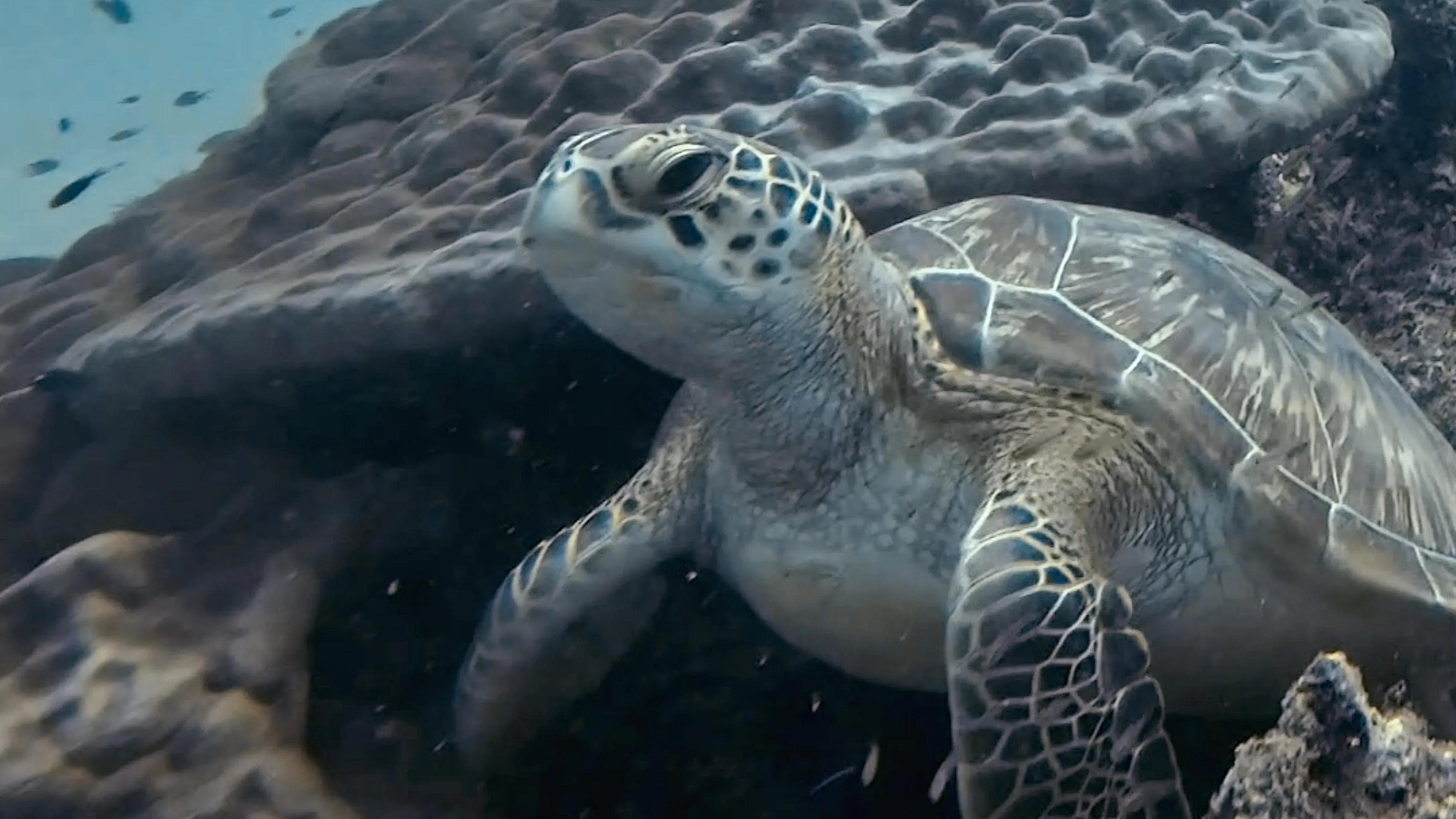 BoomBastic Chapters Seychelles - Denis Island Dive