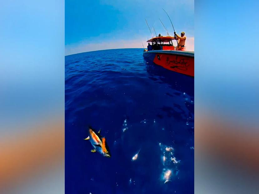 BoomBastic Chapters Seychelles - Fishing charter in Seychelles: shark, sailfish and an active bite