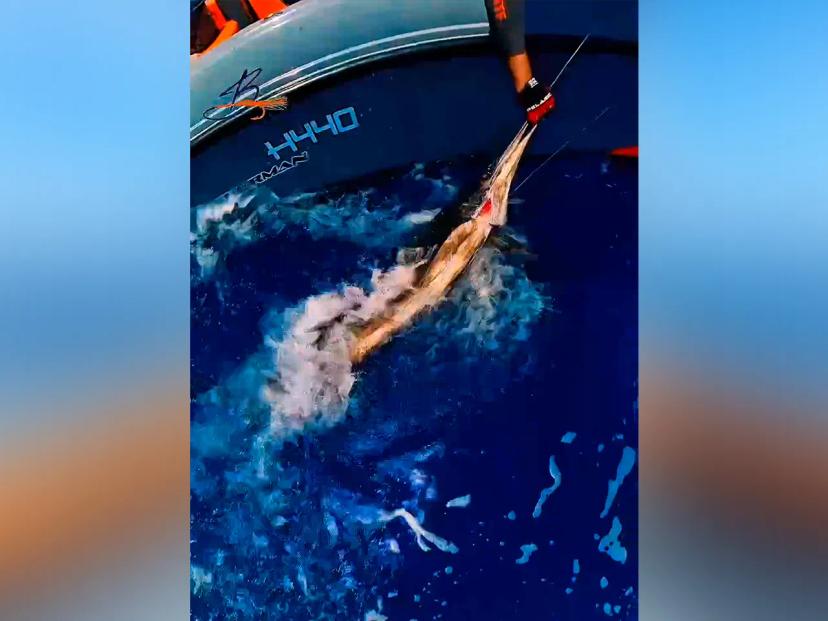 BoomBastic Chapters Seychelles - Fishing charter in Seychelles: shark, sailfish and an active bite