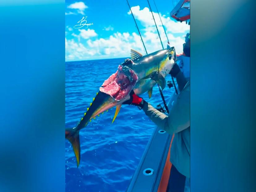 BoomBastic Chapters Seychelles - Catching the milk fish, sharks, and tournament continues on board Boombastic