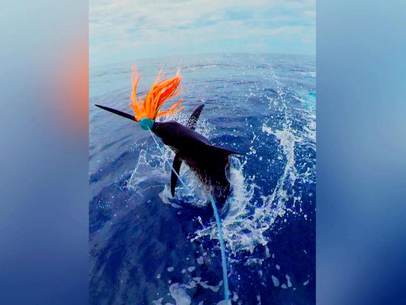 BoomBastic Chapters Seychelles - Record day for Boombastic Tours: 9 marlins in one ocean trip